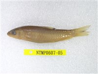 藏品(何氏棘魞)的圖片